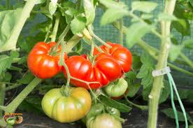 Afbeeldingsresultaat voor millionaire tomato