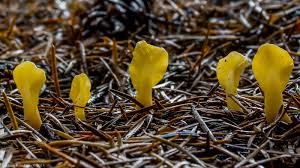 Attēlu rezultāti vaicājumam “Spathularia flavida”