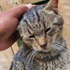 Image result for kitler