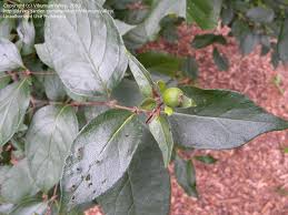 Attēlu rezultāti vaicājumam “Lonicera ferdinandii”