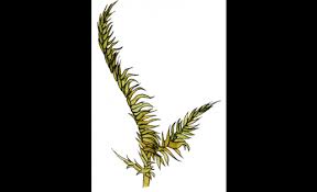 Attēlu rezultāti vaicājumam “Conardia compacta”