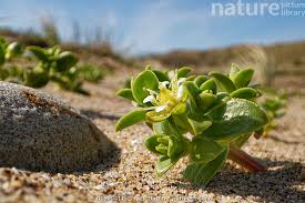 Attēlu rezultāti vaicājumam “Honckenya peploides flower”