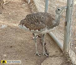 Image result for Otis tarda