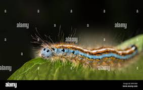 Attēlu rezultāti vaicājumam “Malacosoma neustria larva”