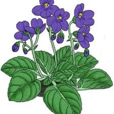 Image result for Saintpaulia ionantha Culitvar