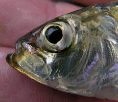 Image result for Alosa pseudoharengus