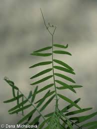 Attēlu rezultāti vaicājumam “Vicia cracca fruit”