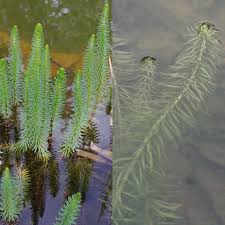 Attēlu rezultāti vaicājumam “Hippuris vulgaris”