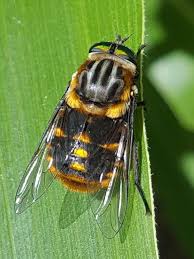 Attēlu rezultāti vaicājumam “Tabanidae”