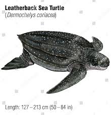 Image result for Dermochelys coriacea