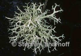 Attēlu rezultāti vaicājumam “Evernia mesomorpha”