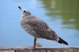 Image result for Larus cachinnans