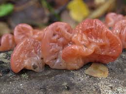 Attēlu rezultāti vaicājumam “Craterocolla cerasi”