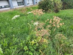 Image result for Heracleum sphondylium