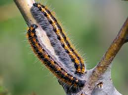 Attēlu rezultāti vaicājumam “Aporia crataegi larva”