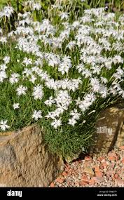 Attēlu rezultāti vaicājumam “Dianthus arenarius bud”