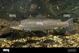 Image result for Salmo trutta trutta