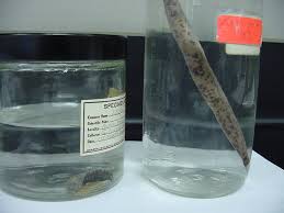 Attēlu rezultāti vaicājumam “Hirudinea”