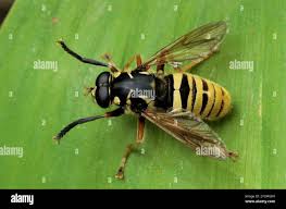 Attēlu rezultāti vaicājumam “Temnostoma vespiforme”