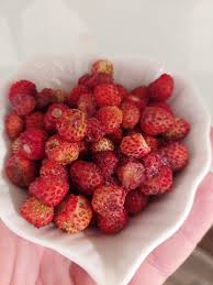 Attēlu rezultāti vaicājumam “Fragaria viridis fruit”