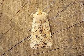 Attēlu rezultāti vaicājumam “Phyllonorycter platanoidella”