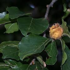 Attēlu rezultāti vaicājumam “Fagus sylvatica flower”