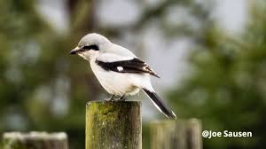 Attēlu rezultāti vaicājumam “Lanius excubitor”