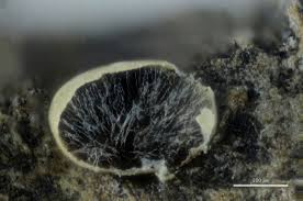 Attēlu rezultāti vaicājumam “Dianema depressum spores”