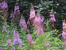Attēlu rezultāti vaicājumam “Epilobium angustifolium bud”