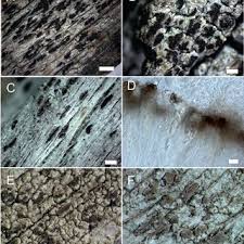 Attēlu rezultāti vaicājumam “Xylographa paralella”