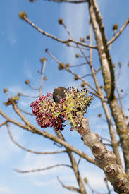 Attēlu rezultāti vaicājumam “Fraxinus excelsior bud”