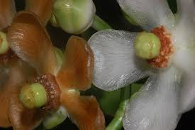 Attēlu rezultāti vaicājumam “Clusiaceae”