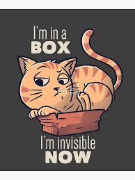 Image result for invisible cat