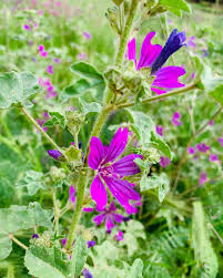 Image result for Malve