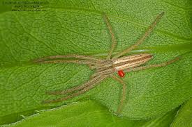 Attēlu rezultāti vaicājumam “Tibellus oblongus”