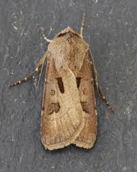 Attēlu rezultāti vaicājumam “Agrotis exclamationis”