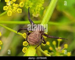Attēlu rezultāti vaicājumam “Xysticus bifasciatus”