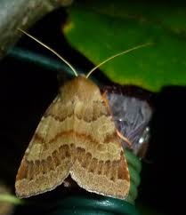 Attēlu rezultāti vaicājumam “Agrochola helvola imago”