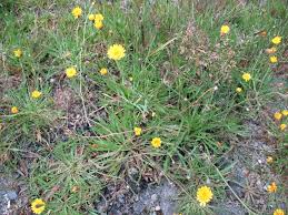 Attēlu rezultāti vaicājumam “Leontodon autumnalis”