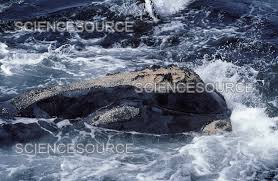 Image result for Eubalaena glacialis