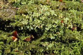 Attēlu rezultāti vaicājumam “Cladonia norvegica”