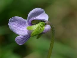 Attēlu rezultāti vaicājumam “Viola palustris”