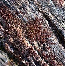 Attēlu rezultāti vaicājumam “Nowellia curvifolia”