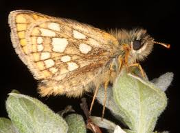 Attēlu rezultāti vaicājumam “Carterocephalus palaemon underside”