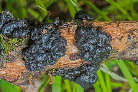 Attēlu rezultāti vaicājumam “Exidia glandulosa”