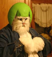 Image result for limecat