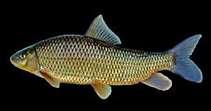 Image result for Moxostoma macrolepidotum