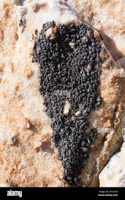 Attēlu rezultāti vaicājumam “Verrucaria hydrela”