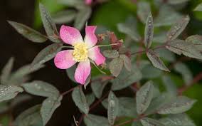 Attēlu rezultāti vaicājumam “Rosa glauca flower”