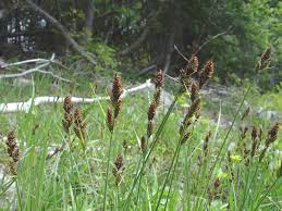 Attēlu rezultāti vaicājumam “Carex buxbaumii”